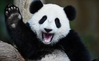 黑料吃瓜网apk普通安装  第2张