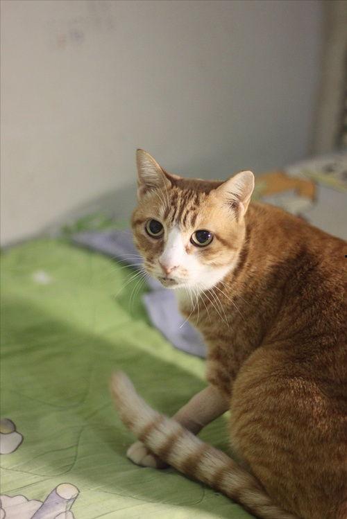 影视猫在线观看 