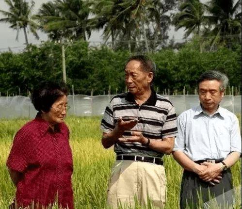 黑料吃瓜网apk普通安装 